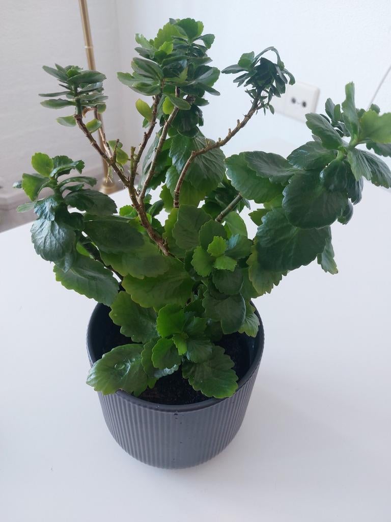 Kalanchoë plant in IKEA pot, Huis en Inrichting, Kamerplanten, Ophalen of Verzenden