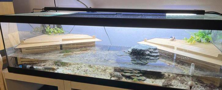 Schildpaddenbak/aquarium met 4 schildpadden en toebehoren Turtle - unknown for sale from Richard