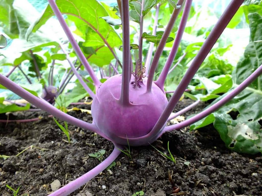 Uit de biologische moestuin: Koolrabi, paarse en witte, Ophalen of Verzenden, Voorjaar, Volle zon, Zaad