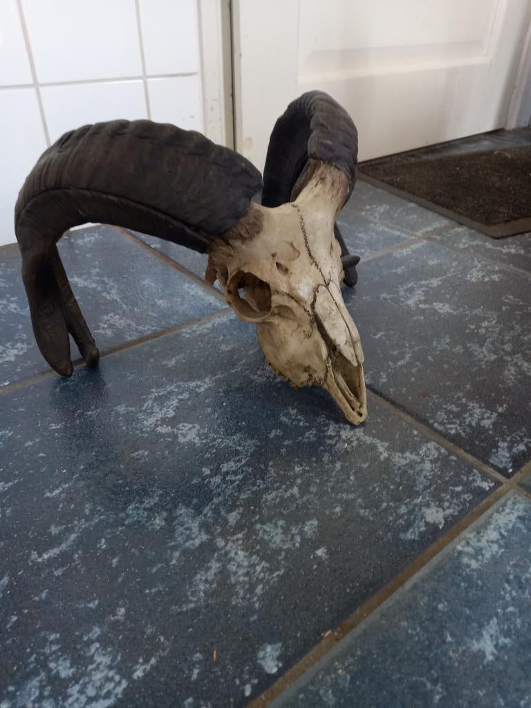 Moeflon schedel, Ophalen of Verzenden, Schedel