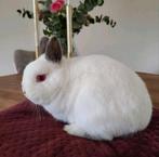 Kleurdwerg, Mannelijk, Dwerg