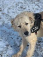 PRACHTIGE LAURA ZOEKT HAAR FOREVER HOME, Dieren en Toebehoren, Honden | Niet-rashonden, 6 jaar of ouder, Particulier, Buitenland