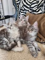 Schitterende Stamboom Maine Coon kittens, Dieren en Toebehoren, Katten en Kittens | Raskatten | Langhaar, Meerdere dieren, Met stamboom