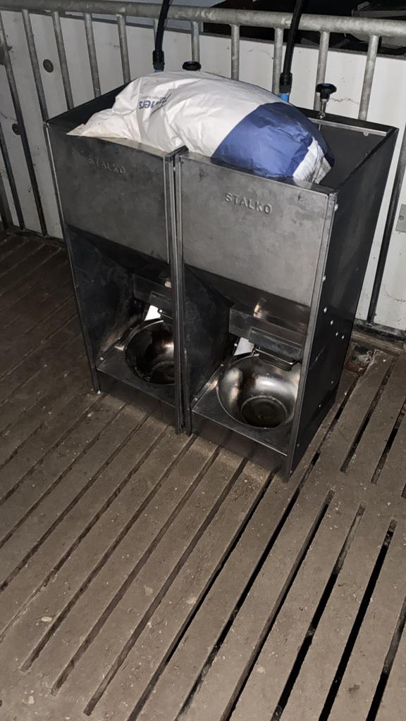 Varken starters pakket, Dieren en Toebehoren, Meerdere dieren, Varken, 0 tot 2 jaar