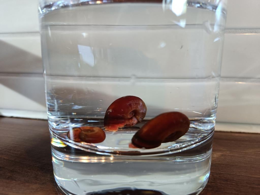 Posthoorn slakken aquarium, Slak of Weekdier, Zoetwatervis