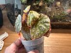 Begonia Muara Wahau, Ophalen of Verzenden, Halfschaduw, Minder dan 100 cm
