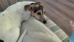 Jack Russell, Dieren en Toebehoren, Honden | Jack Russells en Terriërs, Parvo, Teef, Eén hond, Nederland