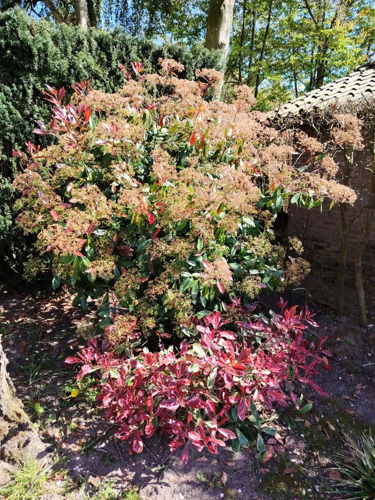 Photinia Serratifolia Kalkman, Tuin en Terras, Ophalen of Verzenden, Siergrassen, Halfschaduw