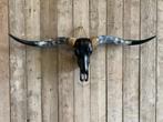 Mooie stoere longhorn schedel!, Ophalen, Nieuw, Overige soorten, Schedel