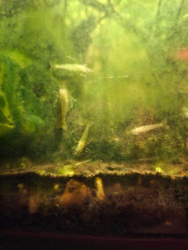 Aquarium garnalen diverse kleuren, Dieren en Toebehoren, Vis