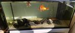 Aquarium met vissen, Ophalen, Zo goed als nieuw, Gevuld zoetwateraquarium