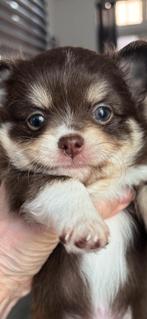 Chihuahua pups, Parvo, Reu, 8 tot 15 weken, Meerdere