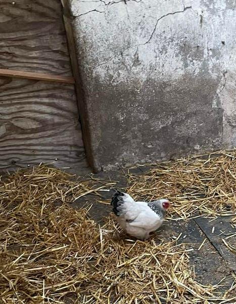 Columbia krielkip, Dieren en Toebehoren, Pluimvee, Vrouwelijk, Kip