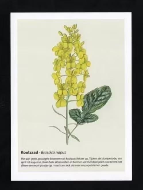Geurkaart Koolzaad Brassica Napus., Ophalen of Verzenden, 1980 tot heden, Ongelopen, Natuur