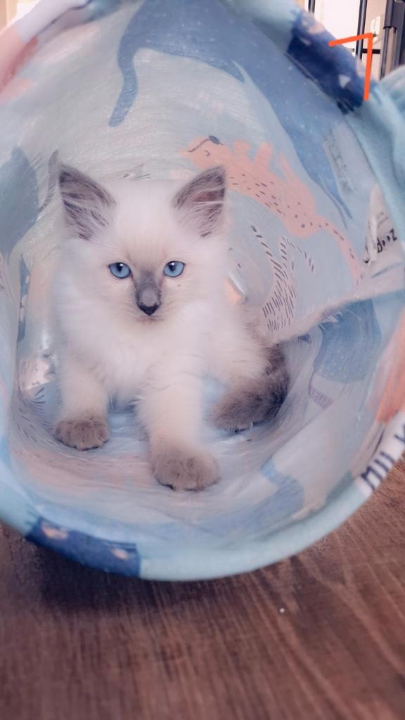Raszuivere Ragdoll kittens, Dieren en Toebehoren, Katten en Kittens | Raskatten | Korthaar, Meerdere dieren, Gechipt