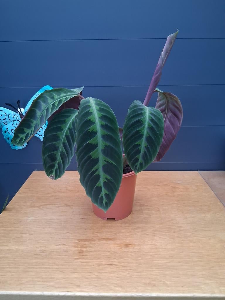 Calathea, Ophalen, Overige soorten, Volle zon