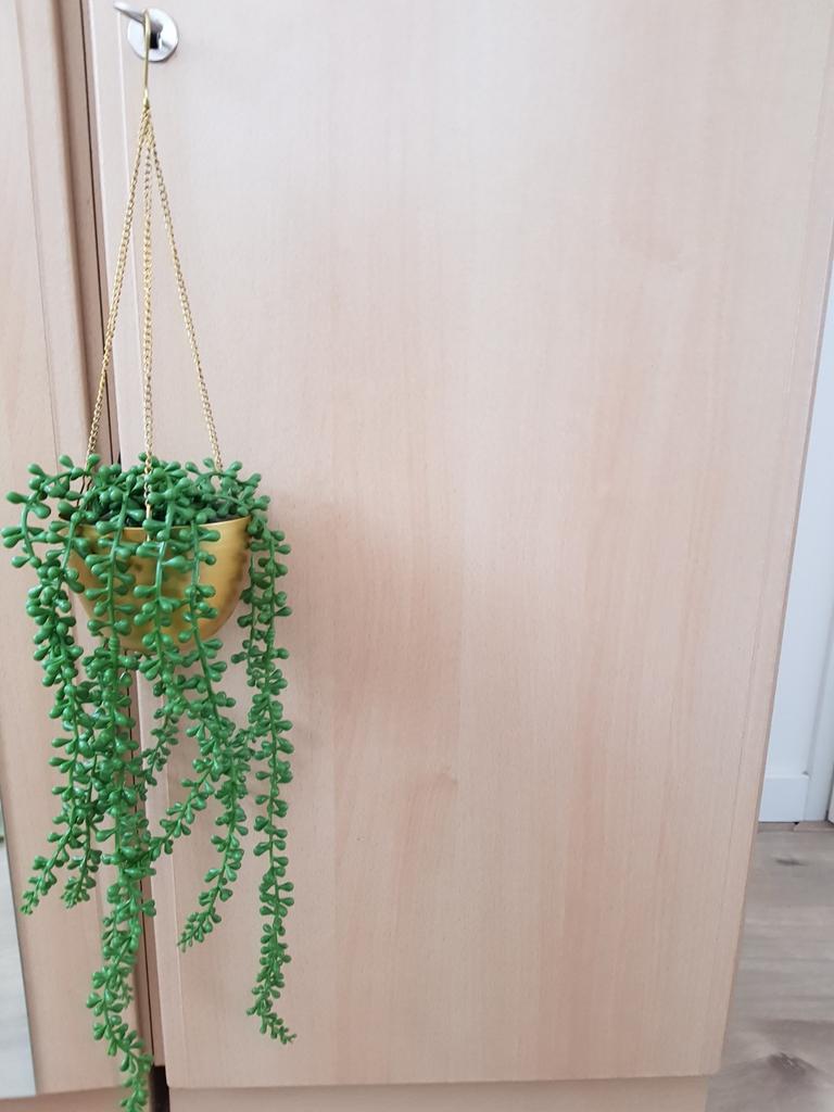 Mooie plant, Ophalen of Verzenden, Zo goed als nieuw