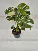 Monstera Thai Constellation, Overige soorten, In pot, Minder dan 100 cm, Groene kamerplant