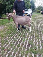 Toggenburger bok te koop, Dieren en Toebehoren, Schapen, Geiten en Varkens, Mannelijk, Geit