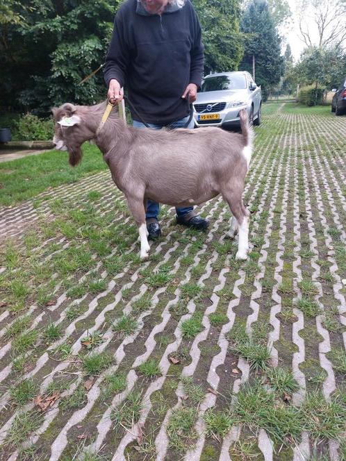 Toggenburger bok te koop, Dieren en Toebehoren, Schapen, Geiten en Varkens, Geit, Mannelijk