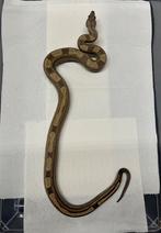 Boa Imperator 0.1 Motley Key West dh vpi snow, Dieren en Toebehoren, Slang, 0 tot 2 jaar