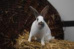 Mooie jonge Papillon konijnen | Volledig ingeënt, Dieren en Toebehoren, Konijnen, Meerdere dieren, Groot, 0 tot 2 jaar