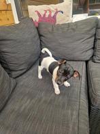Jack Russel pups, Dieren en Toebehoren, Honden | Jack Russells en Terriërs, Rabiës (hondsdolheid), Jack Russell Terriër, 8 tot 15 weken