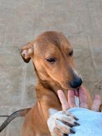 HzH-ANANDA, lief meisje wil ook zo graag een eigen plekje, Particulier, 15 weken tot 1 jaar, Buitenland, Teef