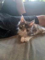 Maine coon kittens, Meerdere dieren, Gechipt, 0 tot 2 jaar
