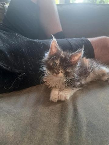 Maine coon kittens beschikbaar voor biedingen