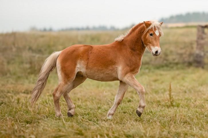 Stitch van t alters weike, Dieren en Toebehoren, Pony's, Ruin, Onbeleerd, E pony (1.48m - 1.57m), 0 tot 2 jaar, Met stamboom, Gechipt