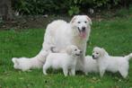 Golden Retriever x Tatra kruising pups, Dieren en Toebehoren, Golden retriever, Nederland, CDV (hondenziekte), 8 tot 15 weken