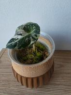Alocasia Black Velvet Pink Varigata, Ophalen of Verzenden, Halfschaduw, Minder dan 100 cm