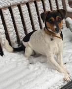 Jonge boerenfox teef – aanhankelijk & waaks – bijna 1 jaar, 15 weken tot 1 jaar, Overige rassen, CDV (hondenziekte), Teef