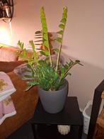 Kamerplant met pot, Huis en Inrichting, Kamerplanten, Ophalen, Halfschaduw, Minder dan 100 cm