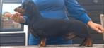 Mooie lieve kanichen teckel dekreu, Rabiës (hondsdolheid), Reu, 1 tot 2 jaar, Eén hond