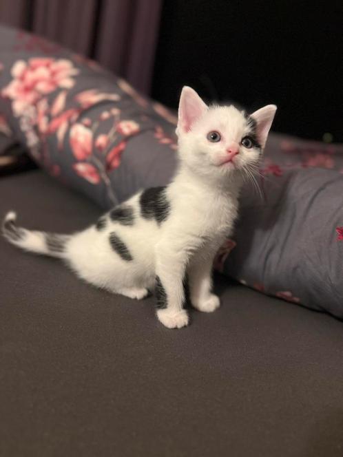 Leuke lieve gesocialiseerde kittens, Dieren en Toebehoren, Katten en Kittens | Raskatten | Korthaar, Meerdere dieren, 0 tot 2 jaar