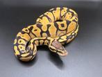 0.1 Pastel DH Hypo Clown ball python regius, Dieren en Toebehoren, Reptielen en Amfibieën, Slang, Tam, 0 tot 2 jaar