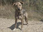 Gambit, een prachtige en lieve jonge knul, Particulier, Rabiës (hondsdolheid), Reu, 1 tot 2 jaar
