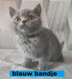 britse korthaar kittens, Dieren en Toebehoren, Katten en Kittens | Raskatten | Korthaar, Meerdere dieren, Ontwormd, 0 tot 2 jaar
