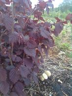 Rode hazelaar 140 - 160 cm (Corylus maxima purpurea), Tuin en Terras, Ophalen of Verzenden, Minder dan 100 cm, Overige soorten
