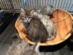 Mooie maine coon kittens, Meerdere dieren, Ontwormd