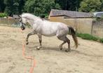 Hele knappe projectruin, Dieren en Toebehoren, Paarden, Gechipt, Minder dan 160 cm, Ruin, 3 tot 6 jaar