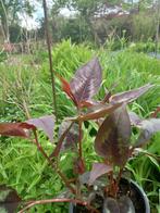persicaria dragon lady, Ophalen, Zomer, Overige soorten, Volle zon