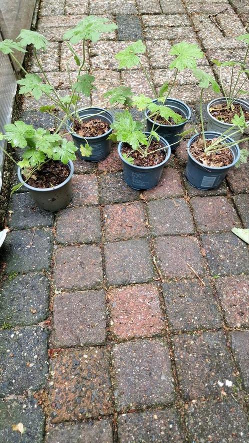 ooievaarsbek groenblijvende bodembedekker, Tuin en Terras, Planten | Tuinplanten, Bodembedekkers, Halfschaduw, Lente, Ophalen
