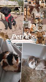 Dieren vakantie opvang ️️ heel het jaar door️ ️, Dieren en Toebehoren, Ophalen of Verzenden