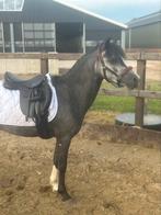 Gezocht/ gevraagd knappe pony,s, Dieren en Toebehoren, Pony's, Meerdere dieren, Niet van toepassing