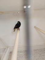 Zwarte sijs, Dieren en Toebehoren, Mannelijk, Tropenvogel, Geringd