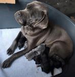 Cane Corso Puppies, Dieren en Toebehoren, CDV (hondenziekte), België, Particulier, Overige rassen