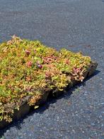 Lichtgewicht sedum cassettes, Ophalen, Bodembedekkers, Volle zon, Vaste plant